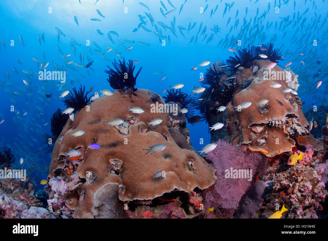 QZ52575-D. damselfish (Chromis sp., perhaps Chromis weberi?) swimming in front of coral mounds topped by crinoids (feather stars Stock Photo