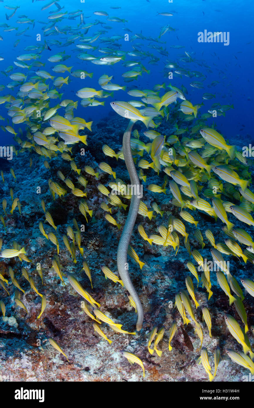 QZ52581-D. Olive Sea Snake (Aipysurus laevis) swimming downward through school of Five-lined Snappers (Lutjanus quinquelineatus) Stock Photo