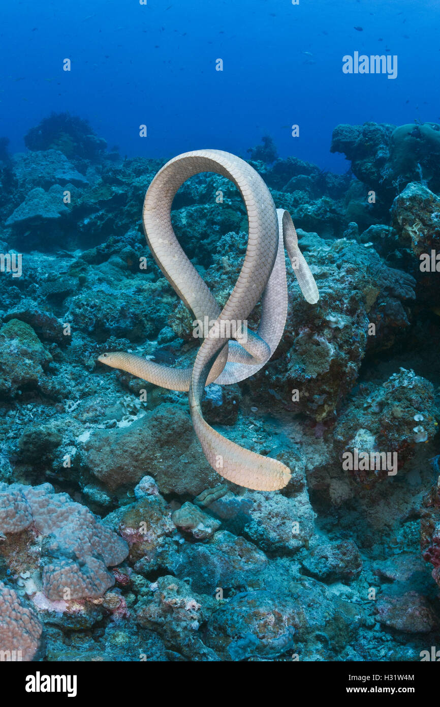 QZ52591-Dr. two Olive Sea Snakes (Aipysurus laevis) interacting with each other. A venomous marine reptile. Great Barrier Reef,  Stock Photo