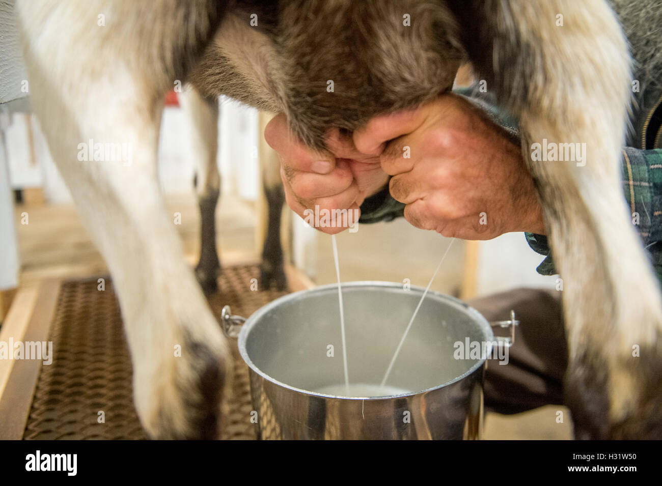 Close-up of a farmer's hand milking a goat on a dairy farm in Harrison, Maine. Stock Photo