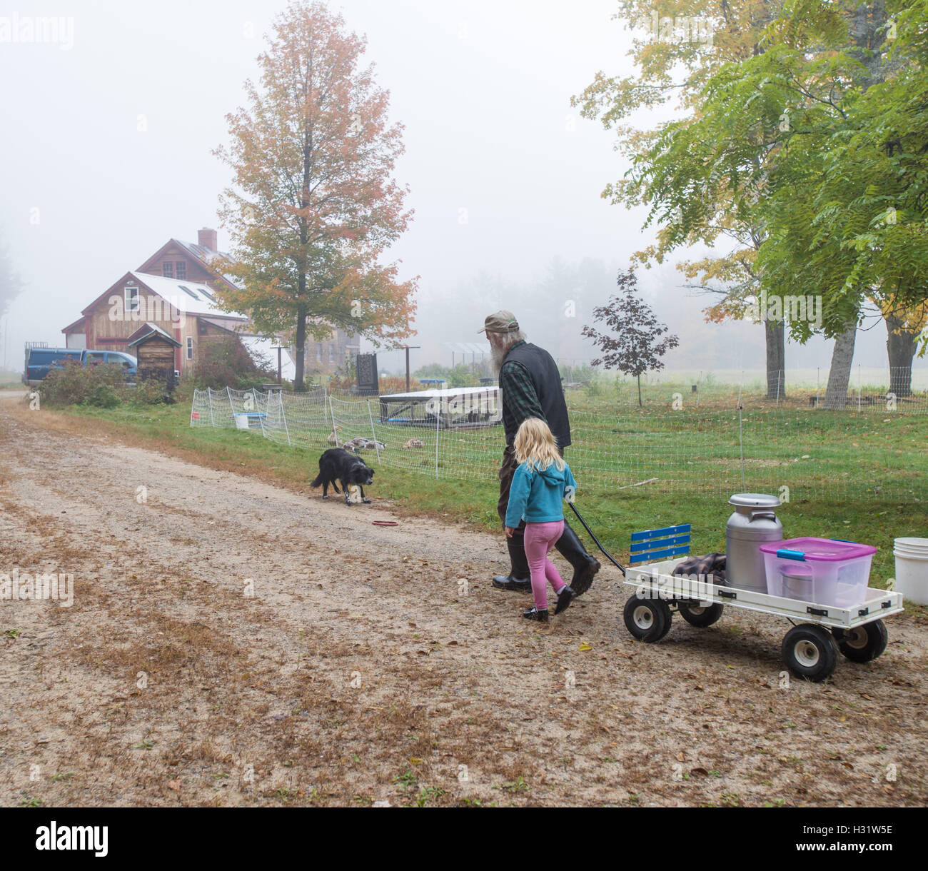 Grandfather and granddaughter pulling a wagon with milking supplies on their dairy farm in Harrison, Maine. Stock Photo