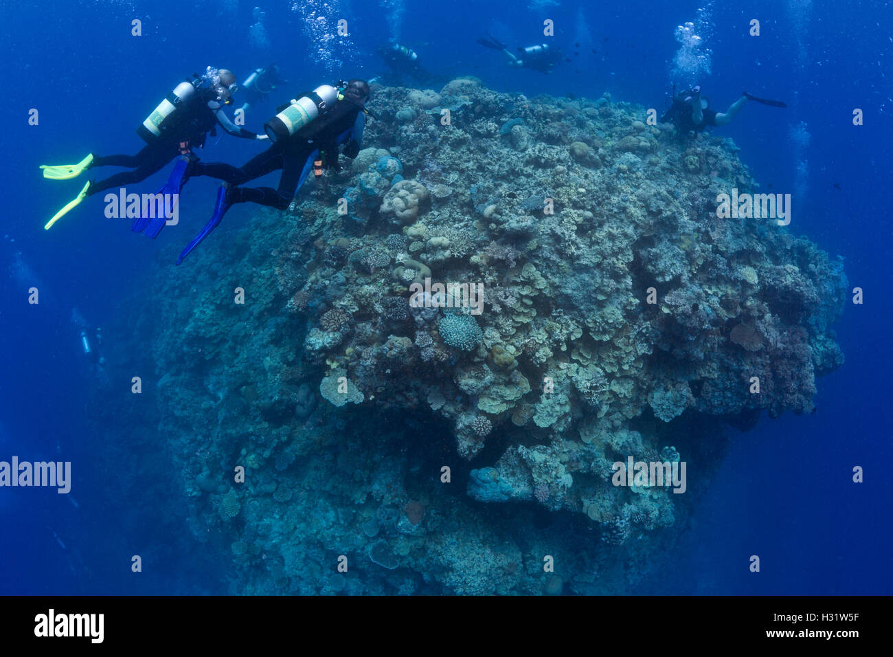 QZ53195-D. Scuba divers explore coral pinnacle. Australia, Great Barrier Reef, Pacific Ocean. Photo Copyright © Brandon Cole. Al Stock Photo