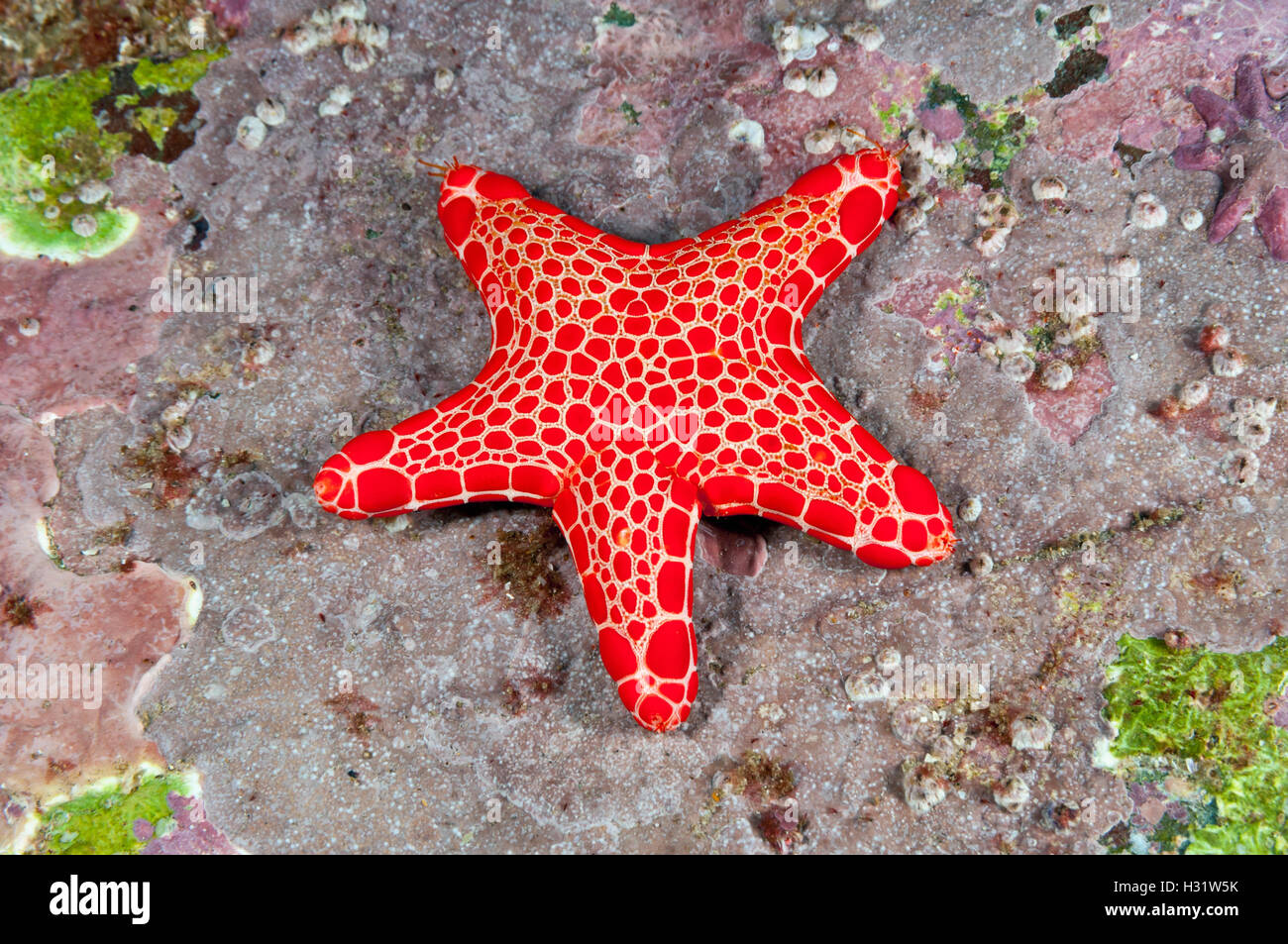 QZ72823-D. Vermilion Biscuit Sea star (Pentagonaster duebeni), also called the Australian biscuit starfish. Australia, Pacific O Stock Photo