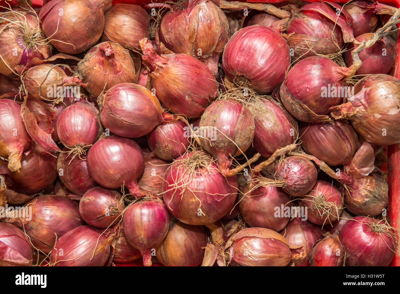 https://c8.alamy.com/comp/H31W5T/fresh-red-onions-in-a-pile-on-a-farm-in-harrison-maine-H31W5T.jpg
