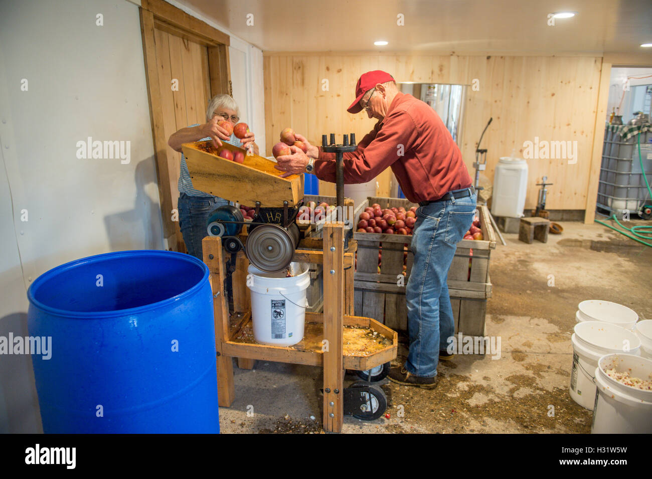 Farmers grinding Honeycrisp apples to make fresh cider on their orchard in Livermore, Maine. Stock Photo