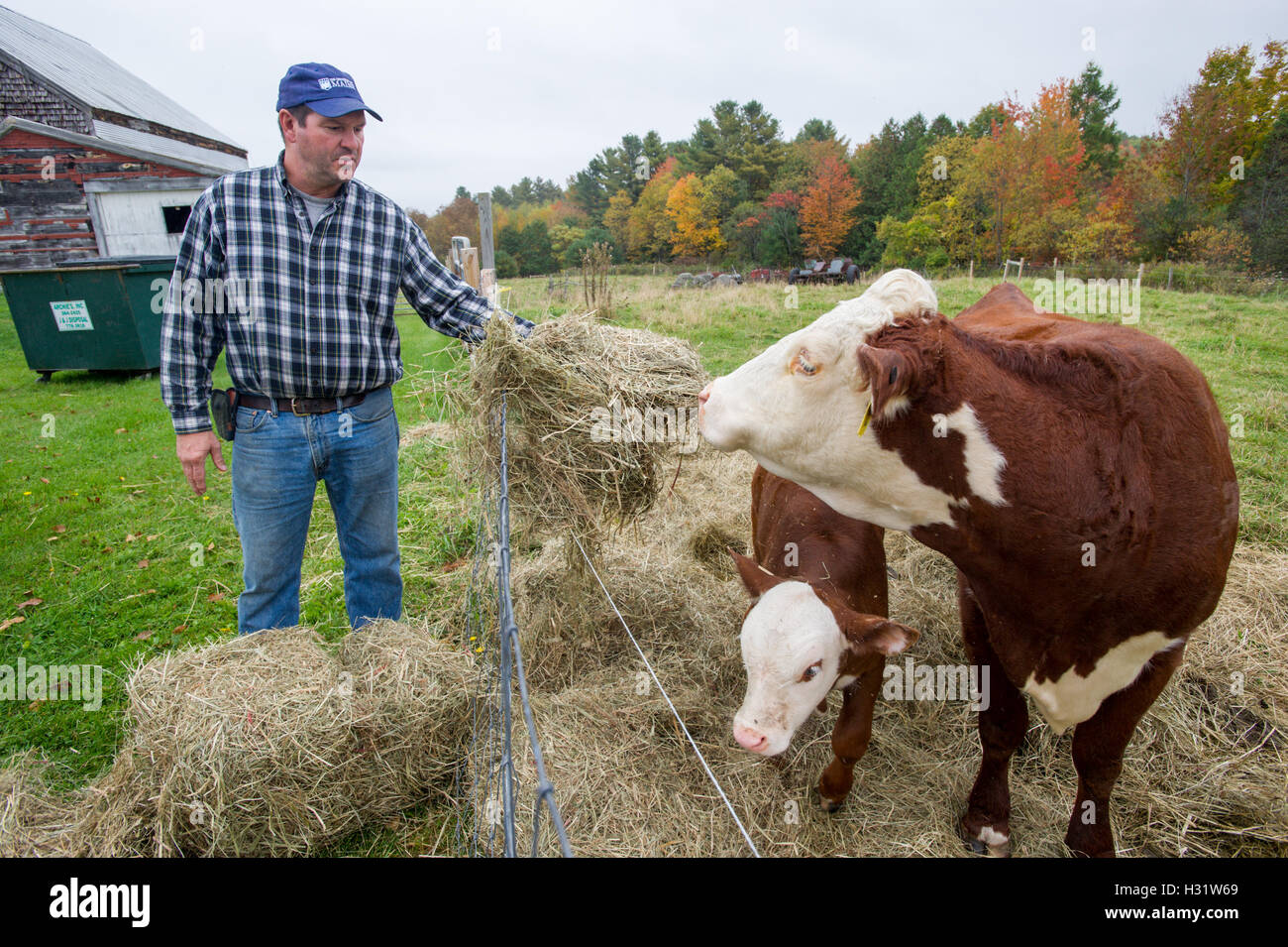Farmer feeding hay to cattle on a farm in Livermore, Maine Stock Photo