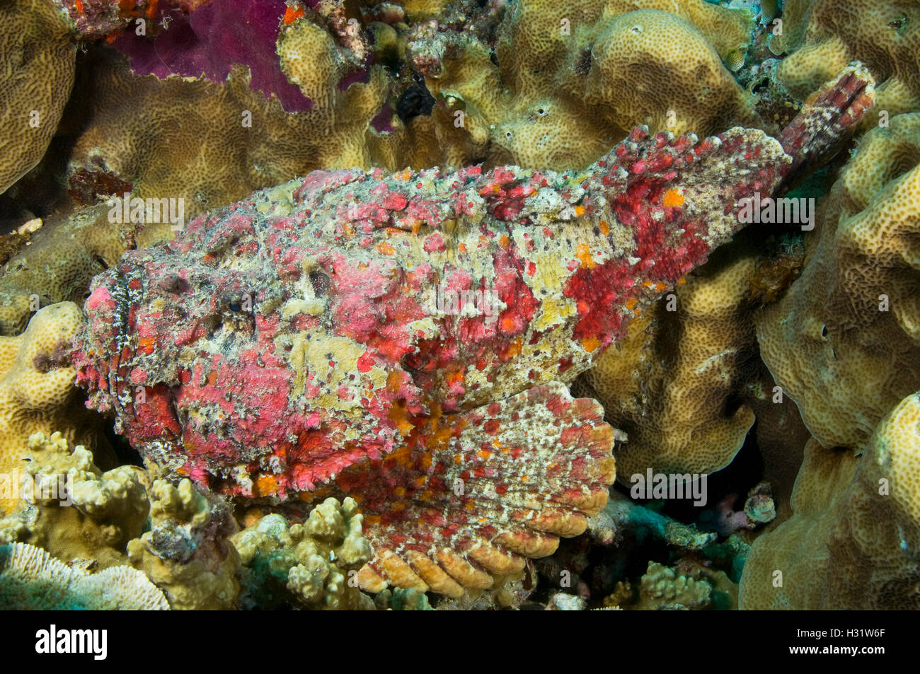 QZ73428-D. Reef Stonefish (Synanceia verrucosa). Very dangerous, one of the most venomous fish in the world. Fin spines can be f Stock Photo