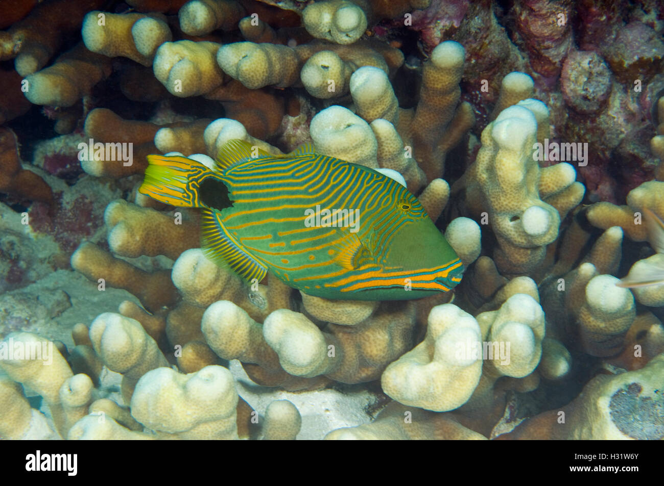 QX73669-D. Orange-Lined Triggerfish (Balistapus undulatus). Australia, Great Barrier Reef, Pacific Ocean. Photo Copyright © Bran Stock Photo
