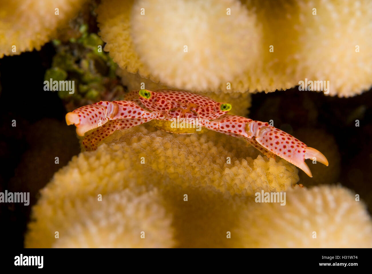 QZ73742-D. Rust-Spotted Guard Crab (Trapezia rufopunctata). Note it is carrying eggs. A 1” wide commensal crab in Pocillopora br Stock Photo
