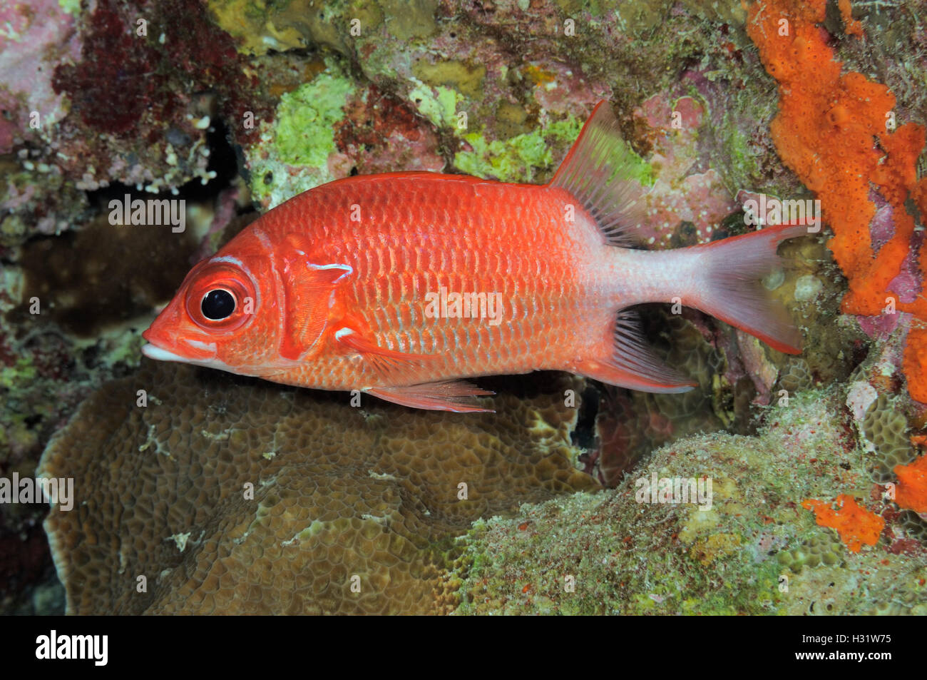 QZ73794-D. Silverspot Squirrelfish (Sargocentron caudimaculatum). Australia, Great Barrier Reef, Pacific Ocean. Photo Copyright  Stock Photo