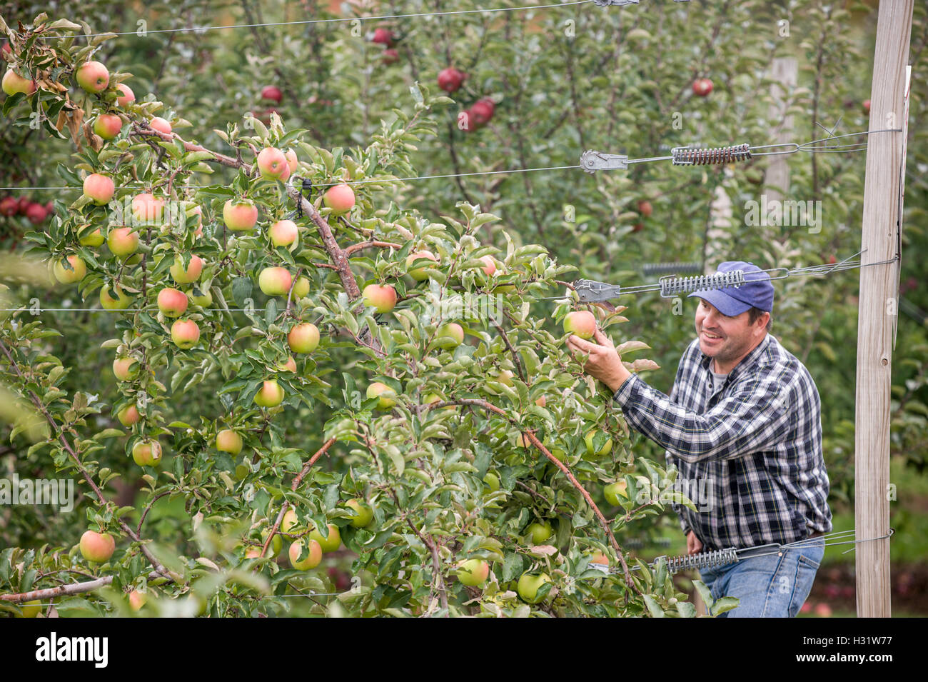 Farmer picking ripe apples on an orchard in Livermore, Maine. Stock Photo