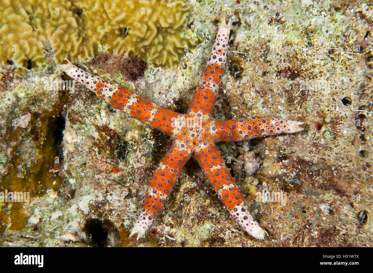 QZ74284-D. Watson's Sea Star (Gomophia watsoni). Australia, tropical West-Pacific oceans. Photo Copyright © Brandon Cole. All ri Stock Photo
