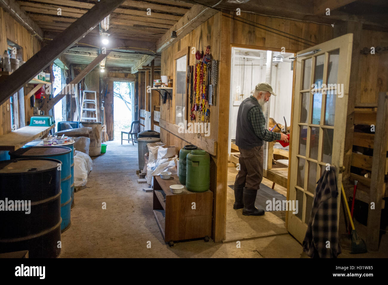 Farmer feeding a goat inside of a barn on a dairy farm in Harrison, Maine. Stock Photo