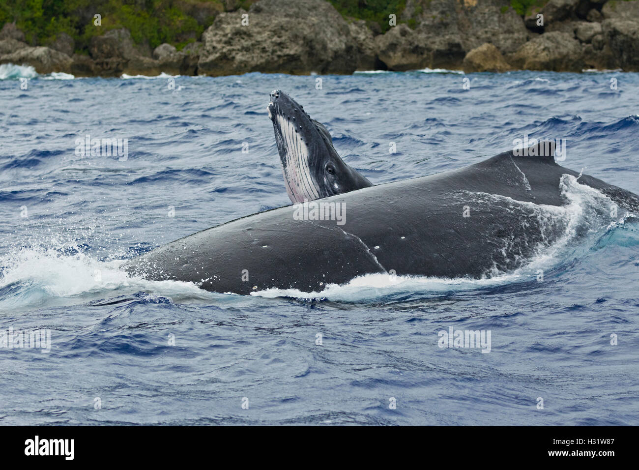 Humpback Whales (Megaptera novaeangliae), playful newborn calf spyhops next to mother. Photo Copyright © Brandon Cole. All right Stock Photo