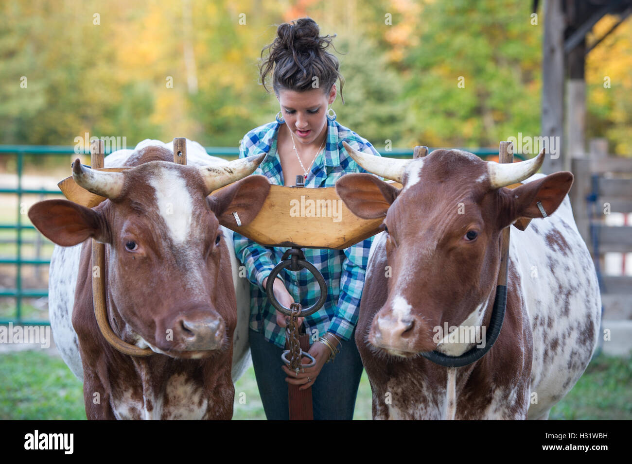 A young woman putting a yoke (or wooden beam) on two oxen on a farm in Gorham, Maine. Stock Photo