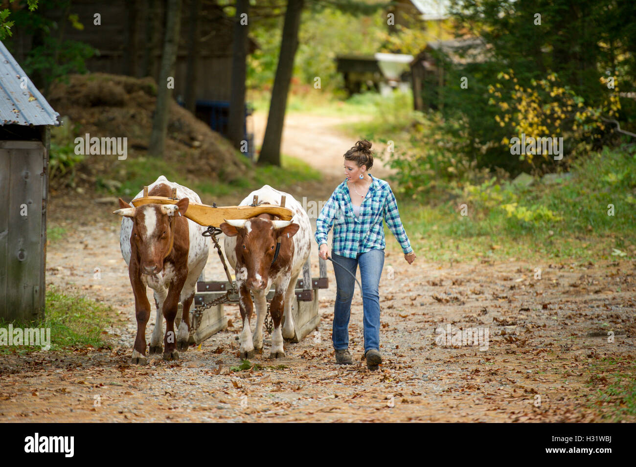Woman with two oxen connected by a yoke pulling farming equipment in Gorham, Maine. Stock Photo