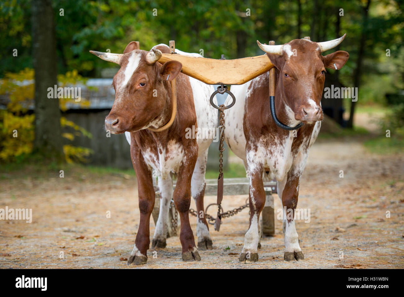 Two oxen connected by a yoke pulling farming equipment in Gorham, Maine