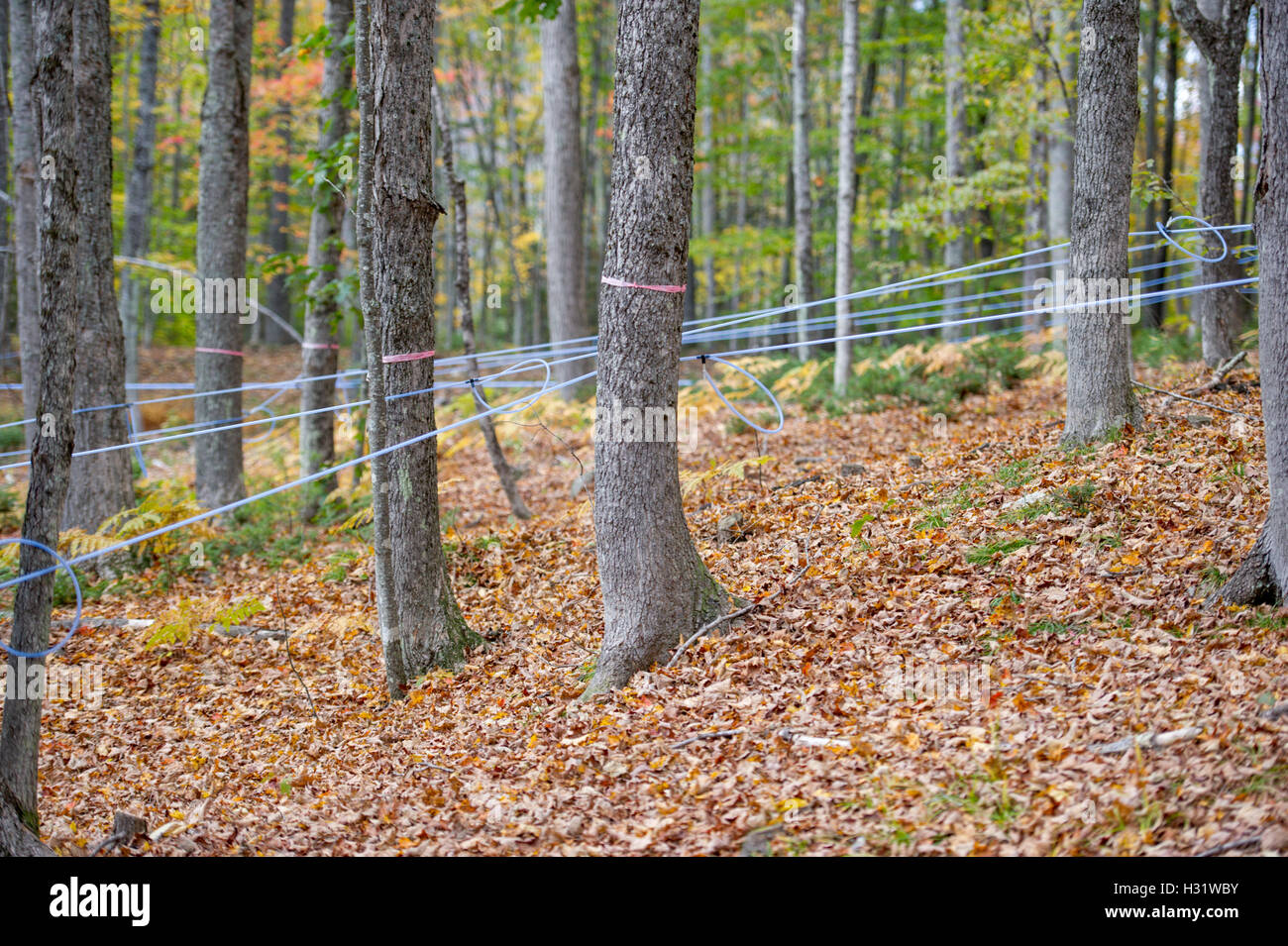 Taps set up in maple trees using plastic tubing to collect sap for maple syrup in Gorham, Maine. Stock Photo