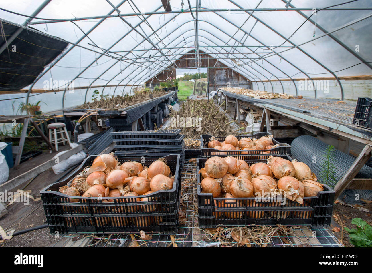 Crates of onions inside of a greenhouse in Scarborough, Maine Stock ...