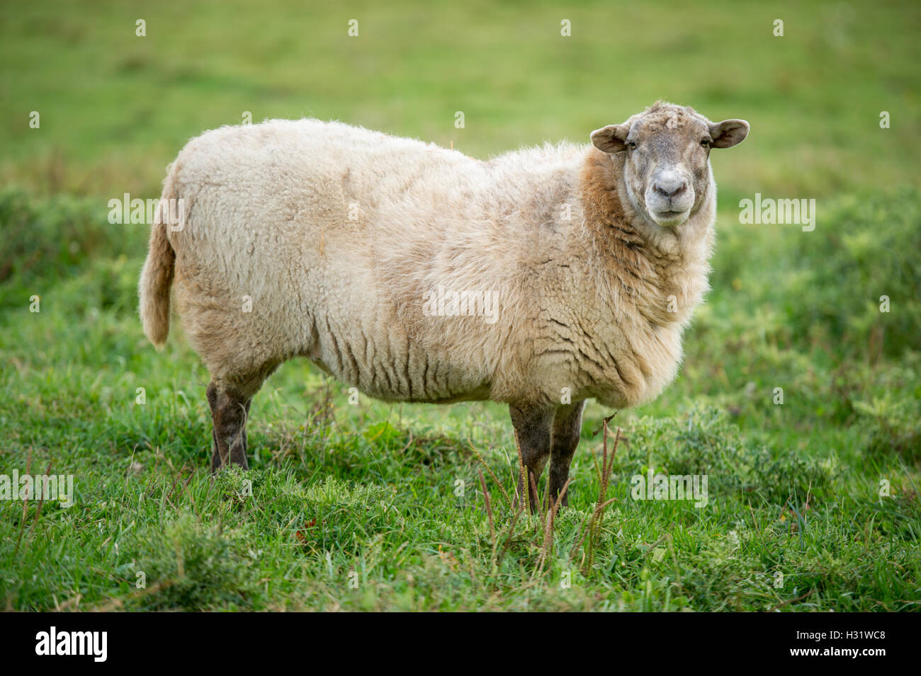 Agriculture farm hi-res stock photography and images - Alamy