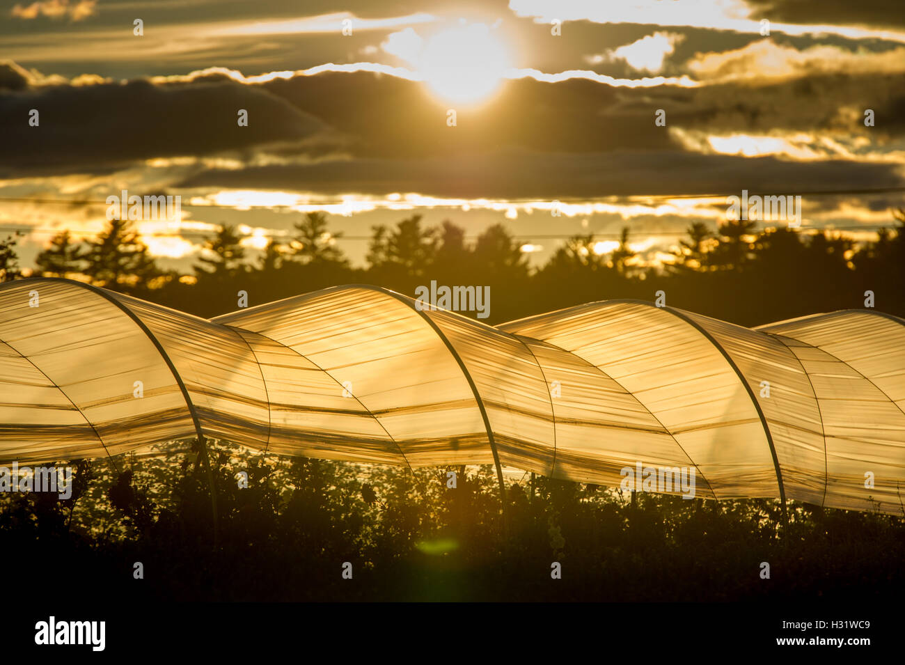 Hightunnel hires stock photography and images Alamy