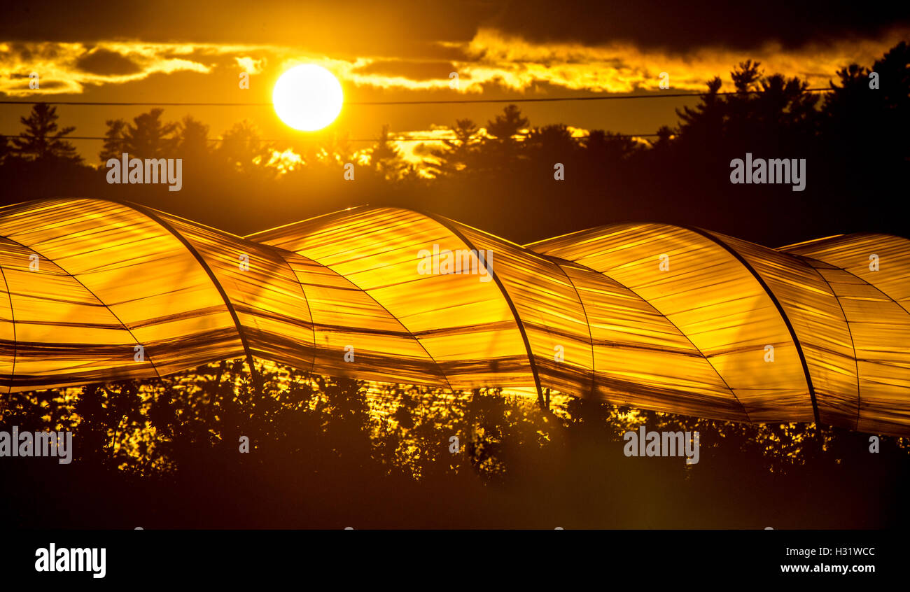 Greenhouses at sunset on a farm in Scarborough, Maine Stock Photo Alamy
