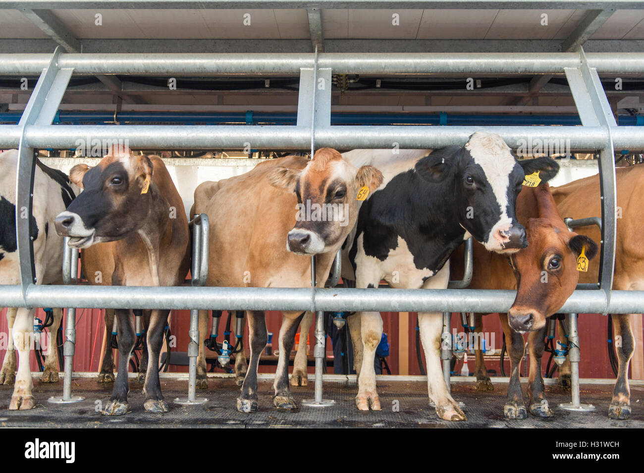 Dairy cows on a portable milking machine in Freeport, Maine. Stock Photo