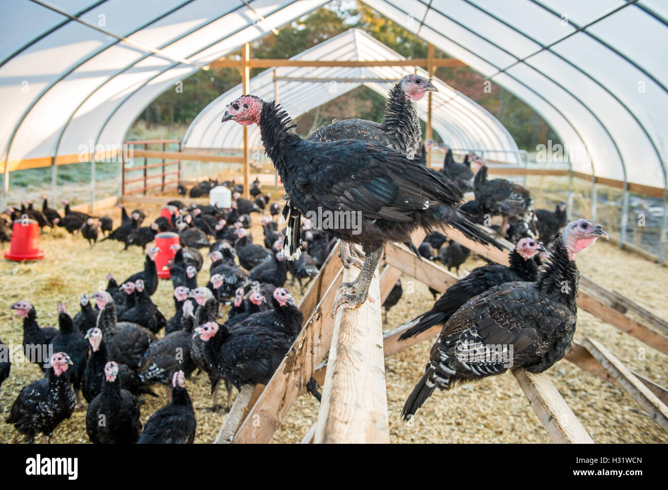 Turkeys (Meleagris) on a farm in Freeport, Maine Stock Photo Alamy