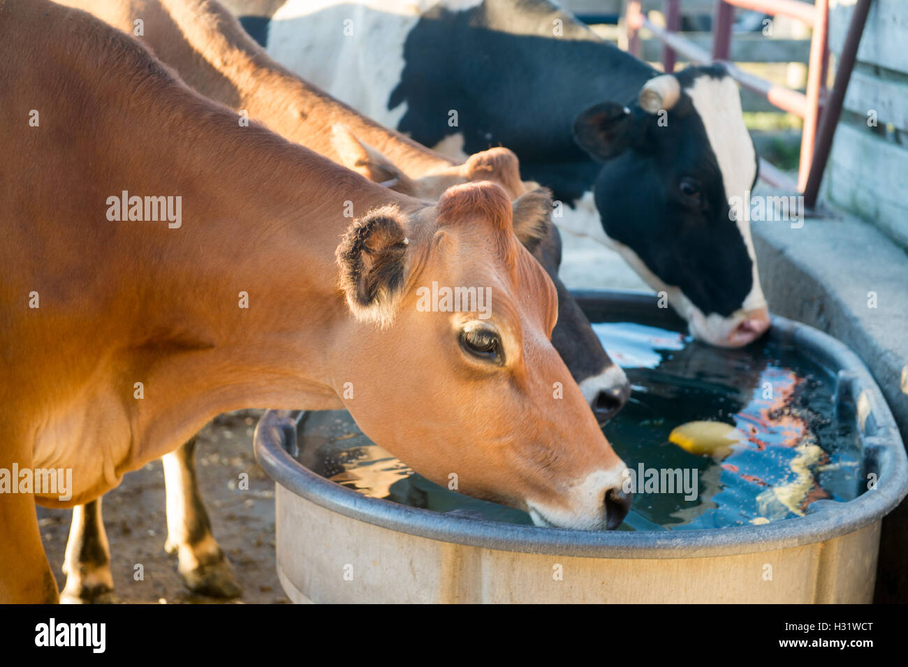Cattle drinking water hires stock photography and images Alamy