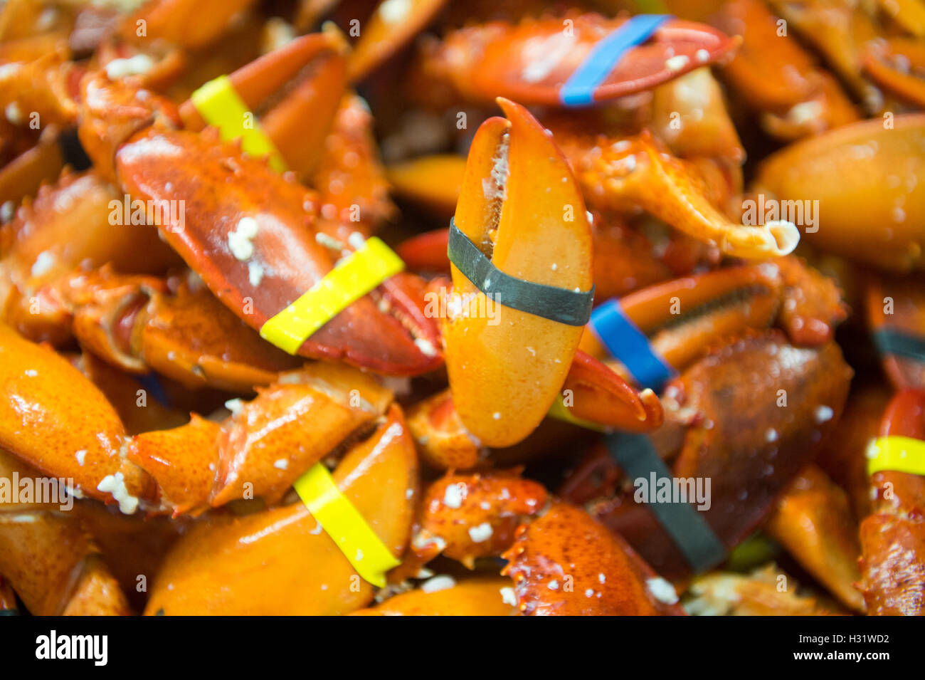 Pile of lobster claws in Saco, Maine. Stock Photo