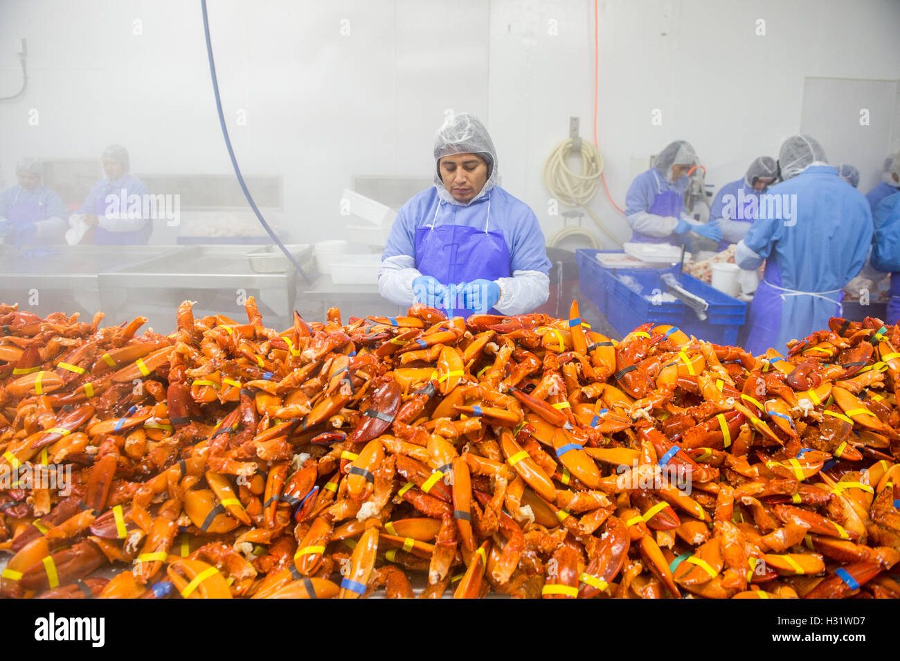 Lobster picking process in Saco, Maine Stock Photo