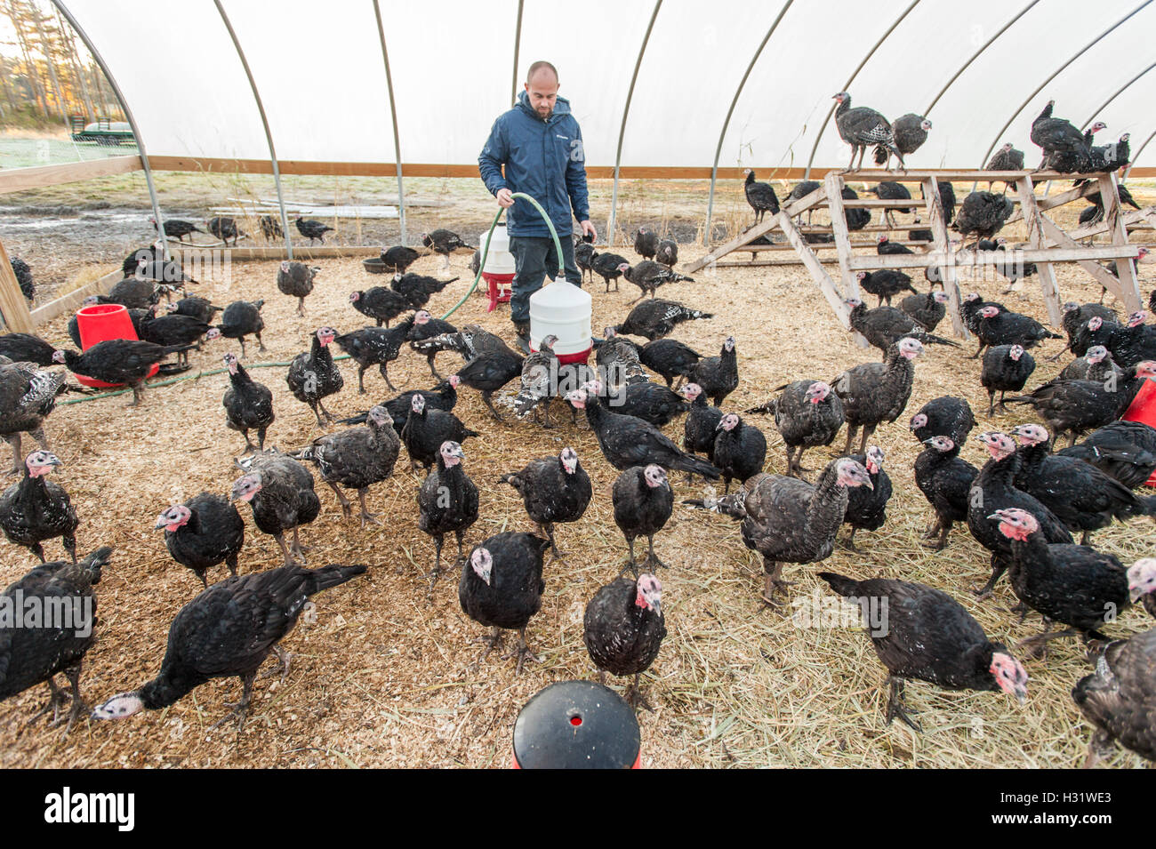 Turkeys (Meleagris) on a farm in Freeport, Maine Stock Photo Alamy