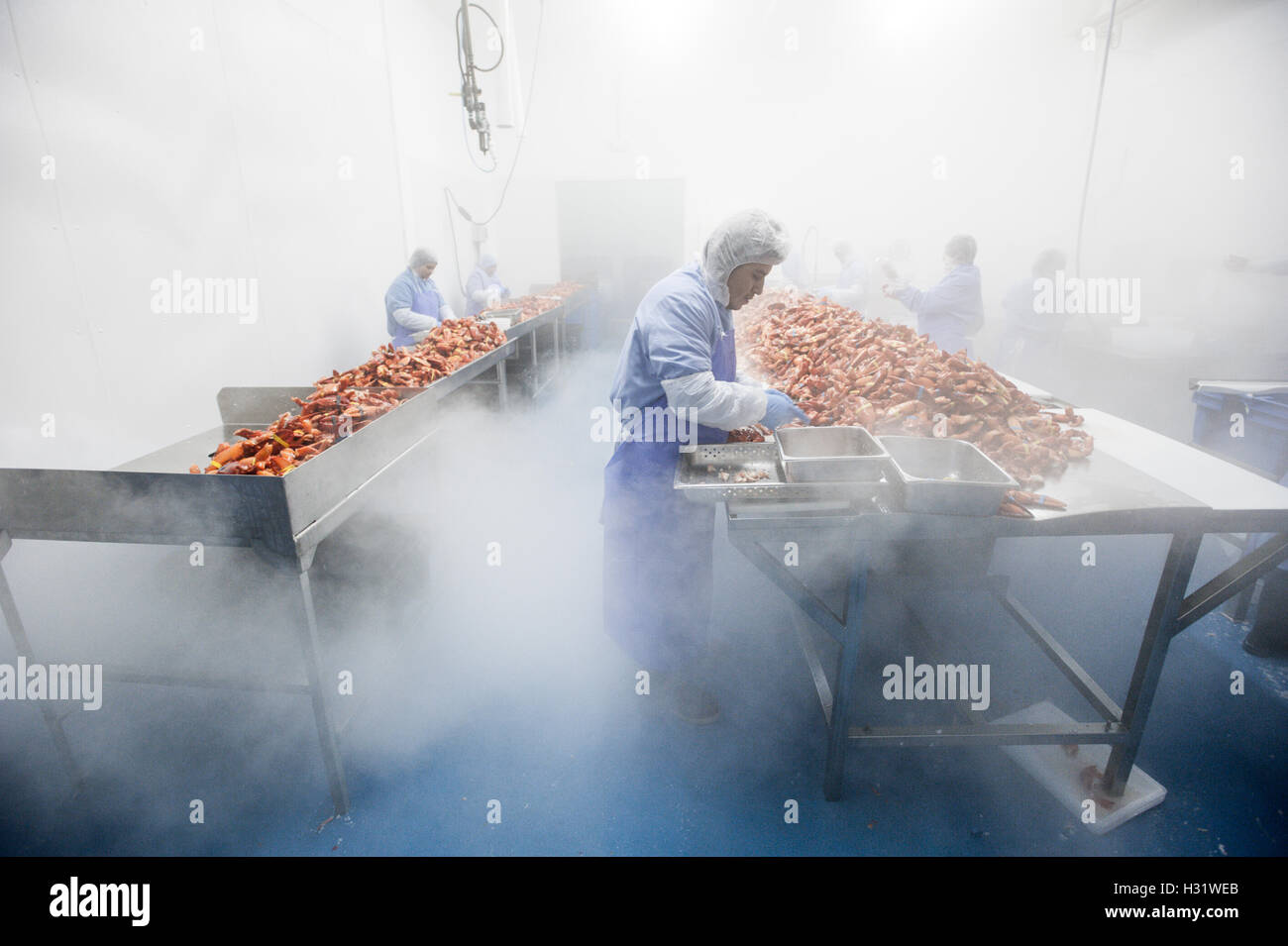 Lobster picking process in Saco, Maine Stock Photo Alamy
