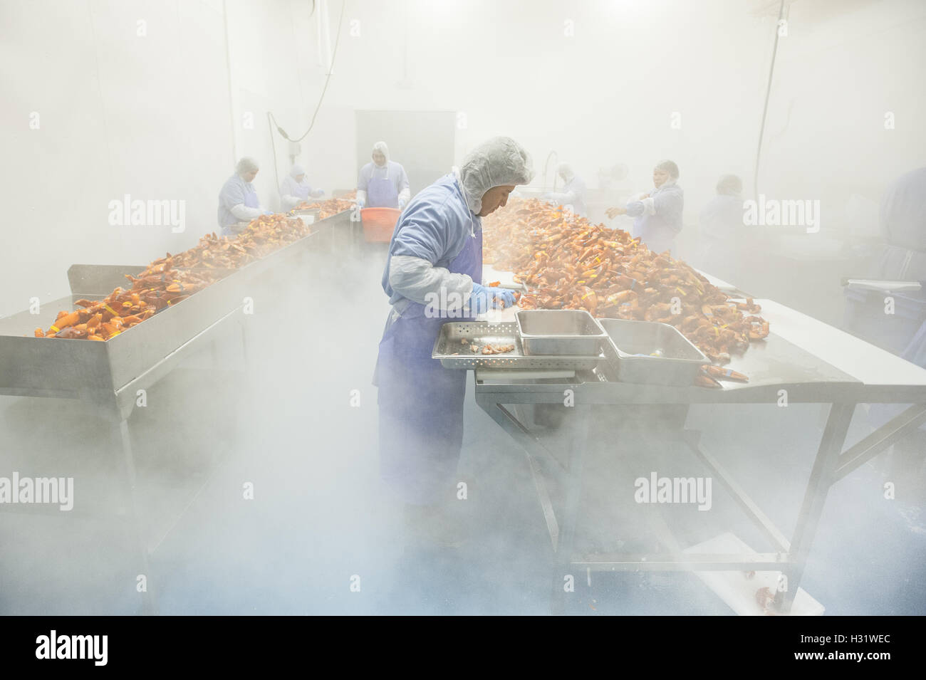 Lobster picking process in Saco, Maine Stock Photo