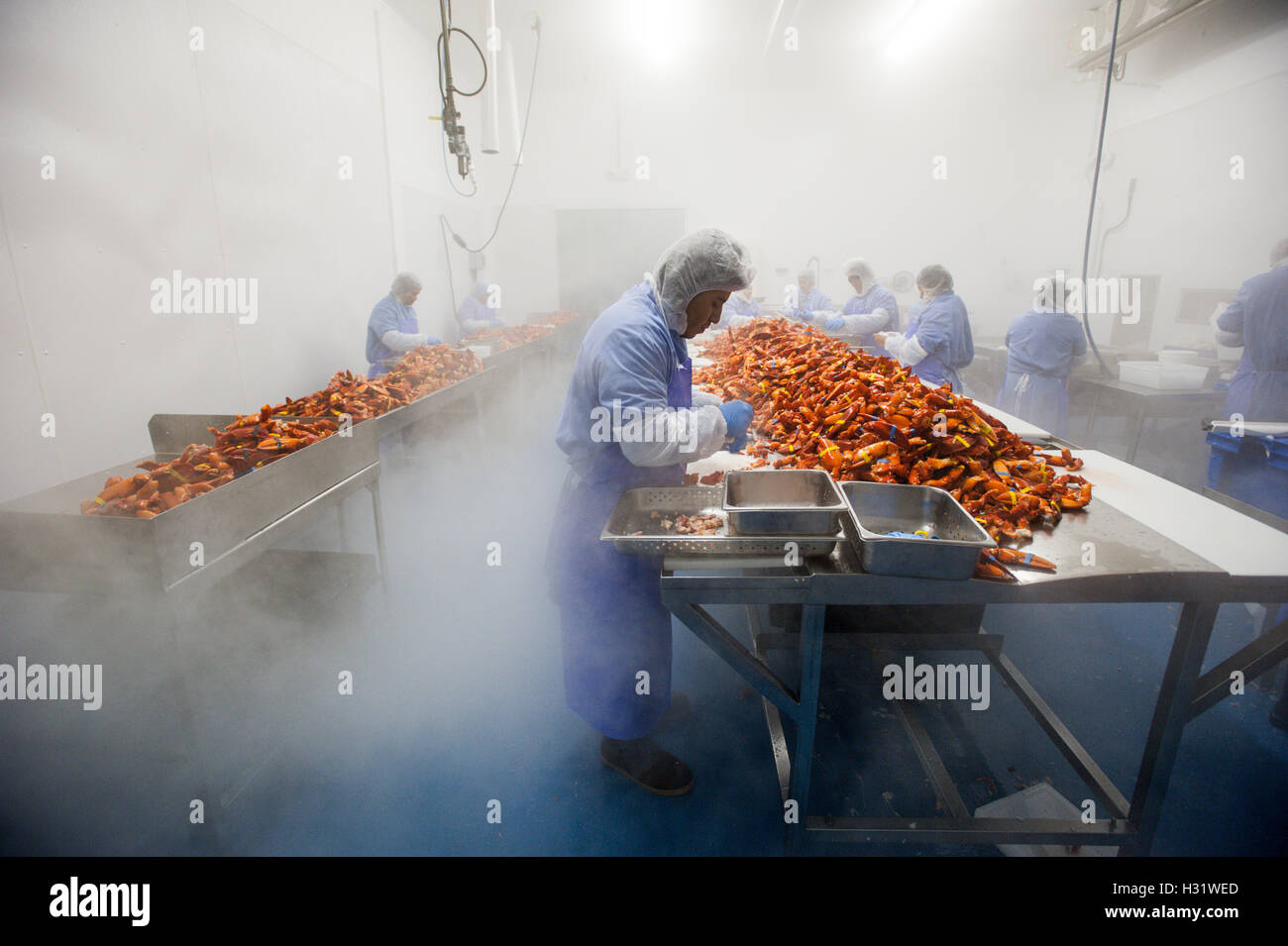 Lobster picking process in Saco, Maine Stock Photo Alamy