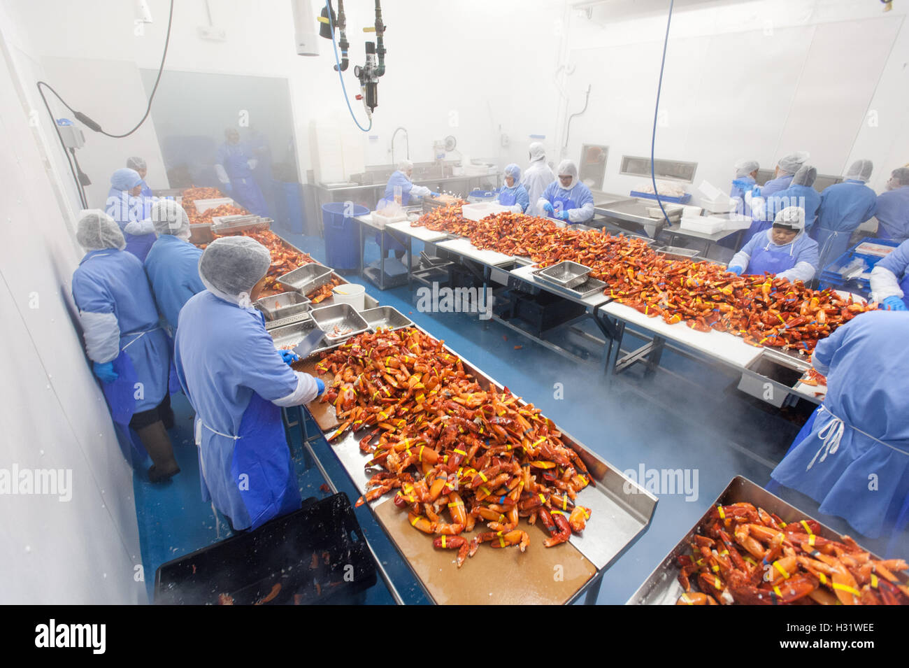 Lobster picking process in Saco, Maine Stock Photo Alamy
