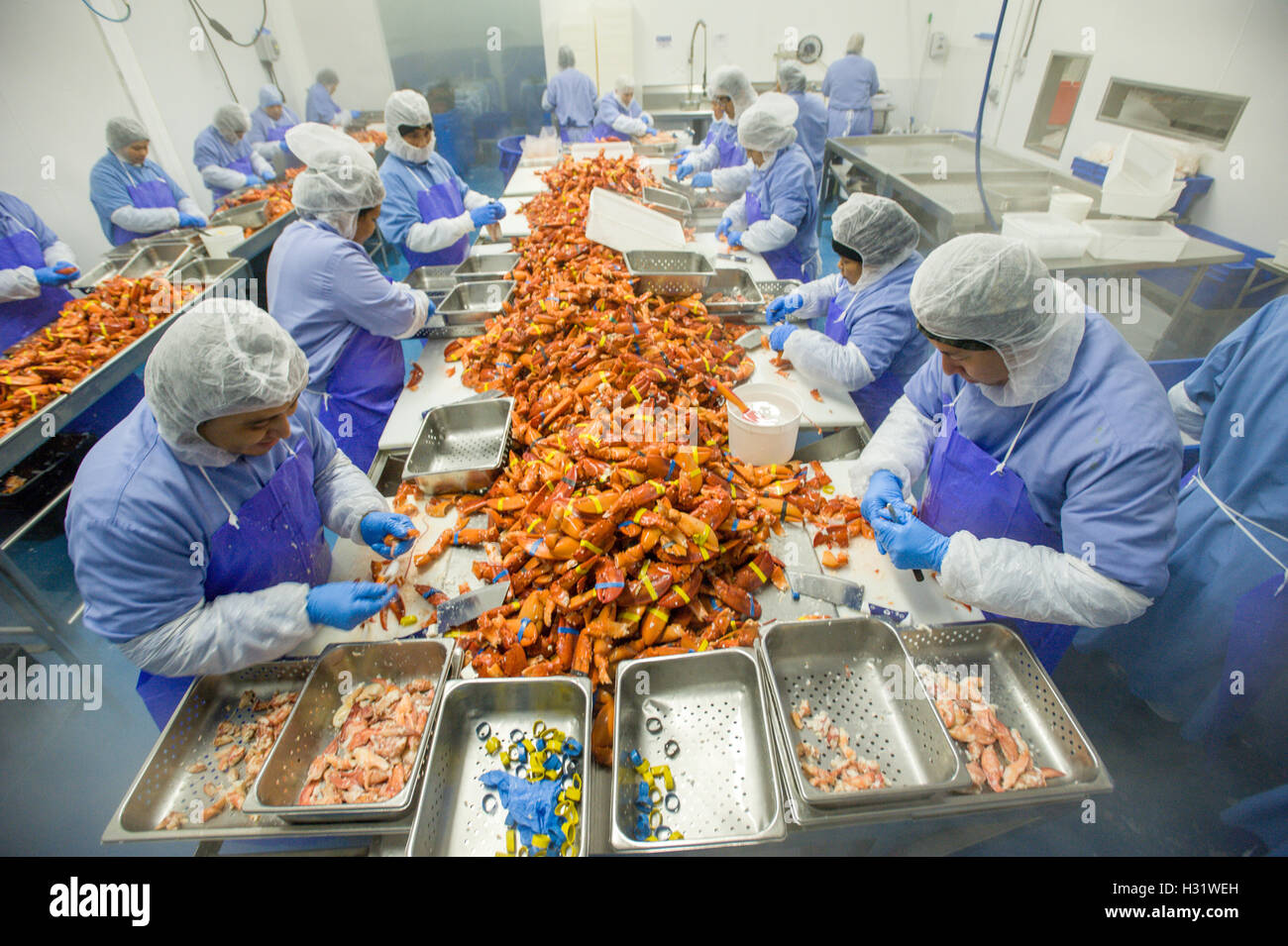 Lobster picking process in Saco, Maine Stock Photo Alamy