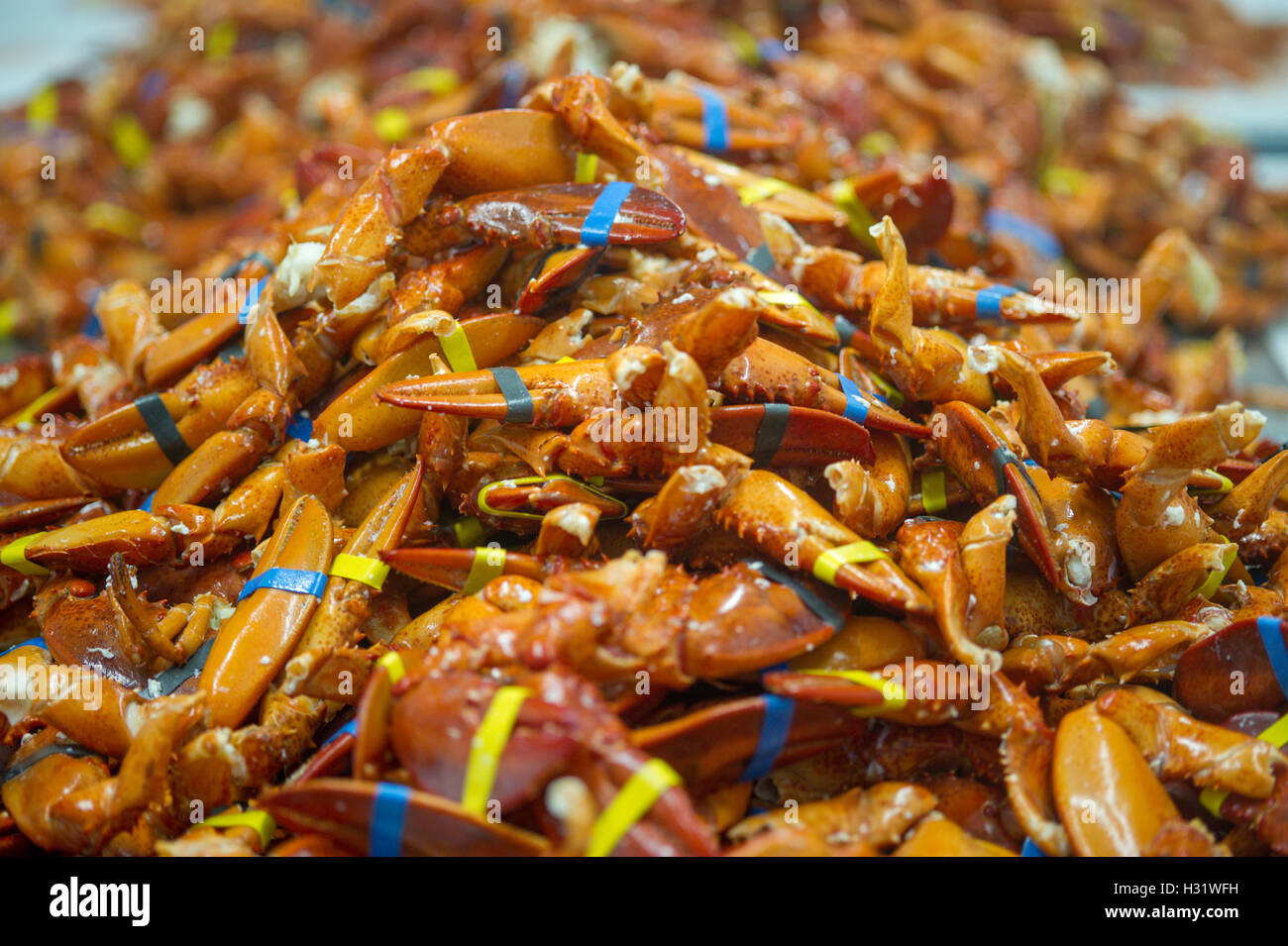 Pile of lobster claws in Saco, Maine Stock Photo Alamy