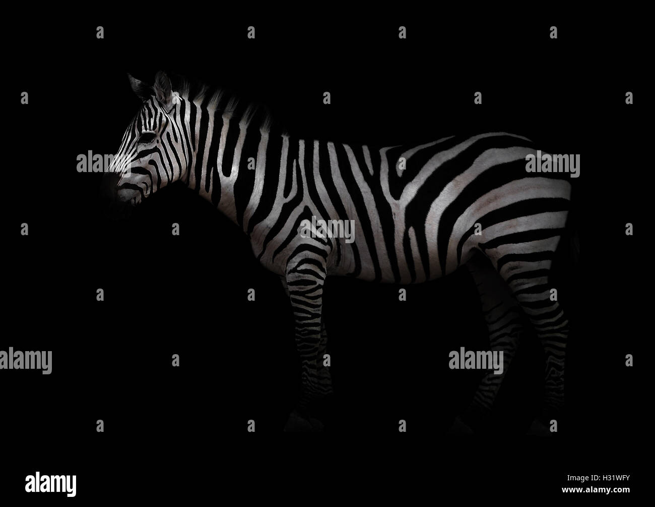 zebra standing in the dark Stock Photo - Alamy
