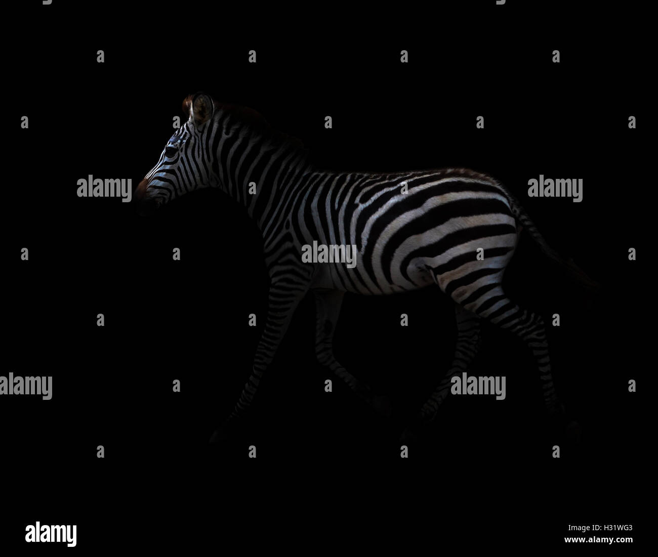 zebra standing in the dark Stock Photo