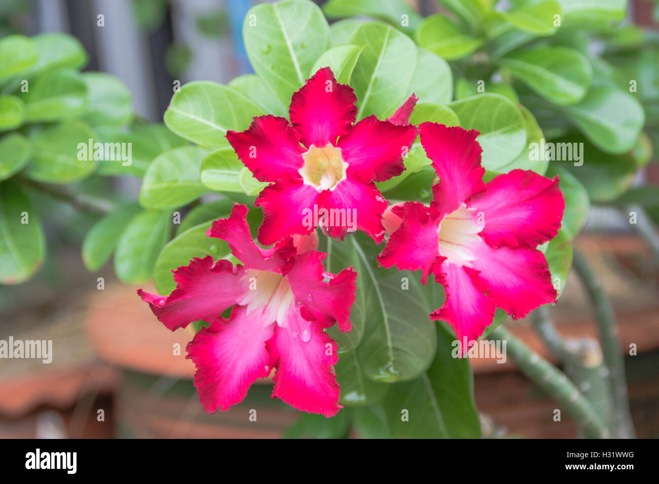 Mock Azalea Pink Desert Rose or Impala Lily or Mock Azalea flower Stock Photo - Alamy