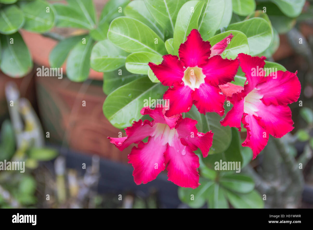 Mock Azalea Pink Desert Rose or Impala Lily or Mock Azalea flower Stock Photo - Alamy