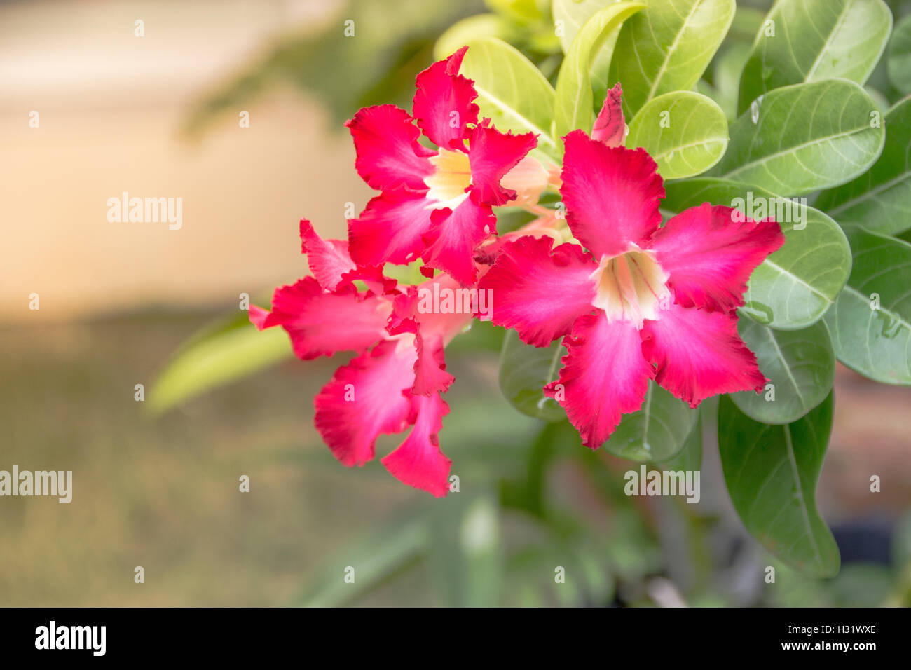 Mock Azalea Pink Desert Rose or Impala Lily or Mock Azalea flower Stock Photo - Alamy