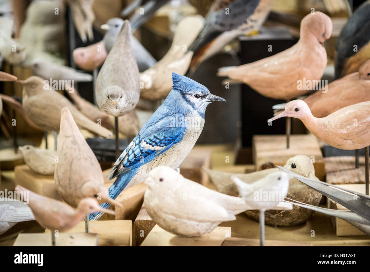 Hand-carved birds in an artist's studio in Pennsylvania. Stock Photo