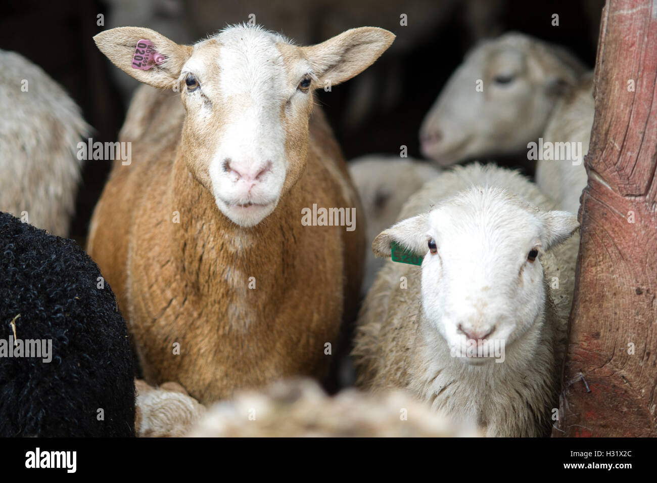 Sheep on a farm in Maryland Stock Photo