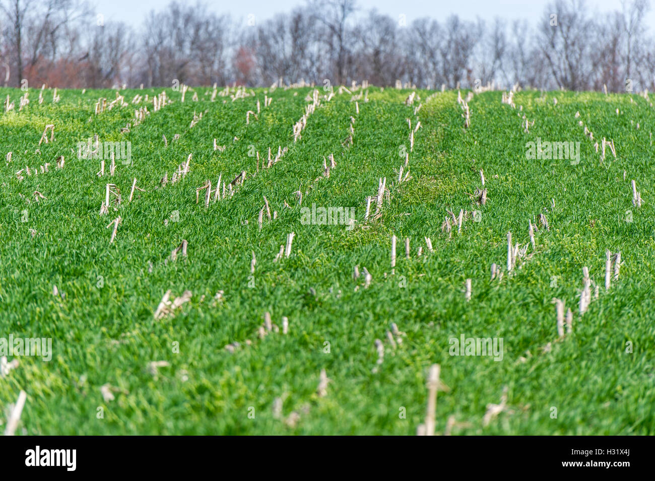 Cover crops growing over old corn stalks Stock Photo