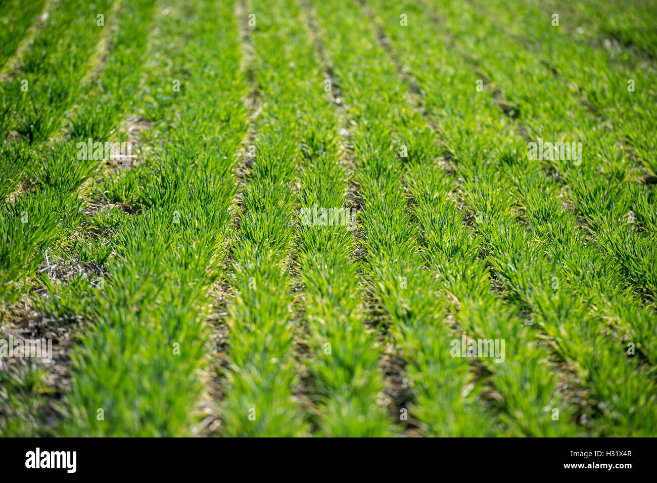 Rows of cover crops on a farm in Maryland Stock Photo Alamy