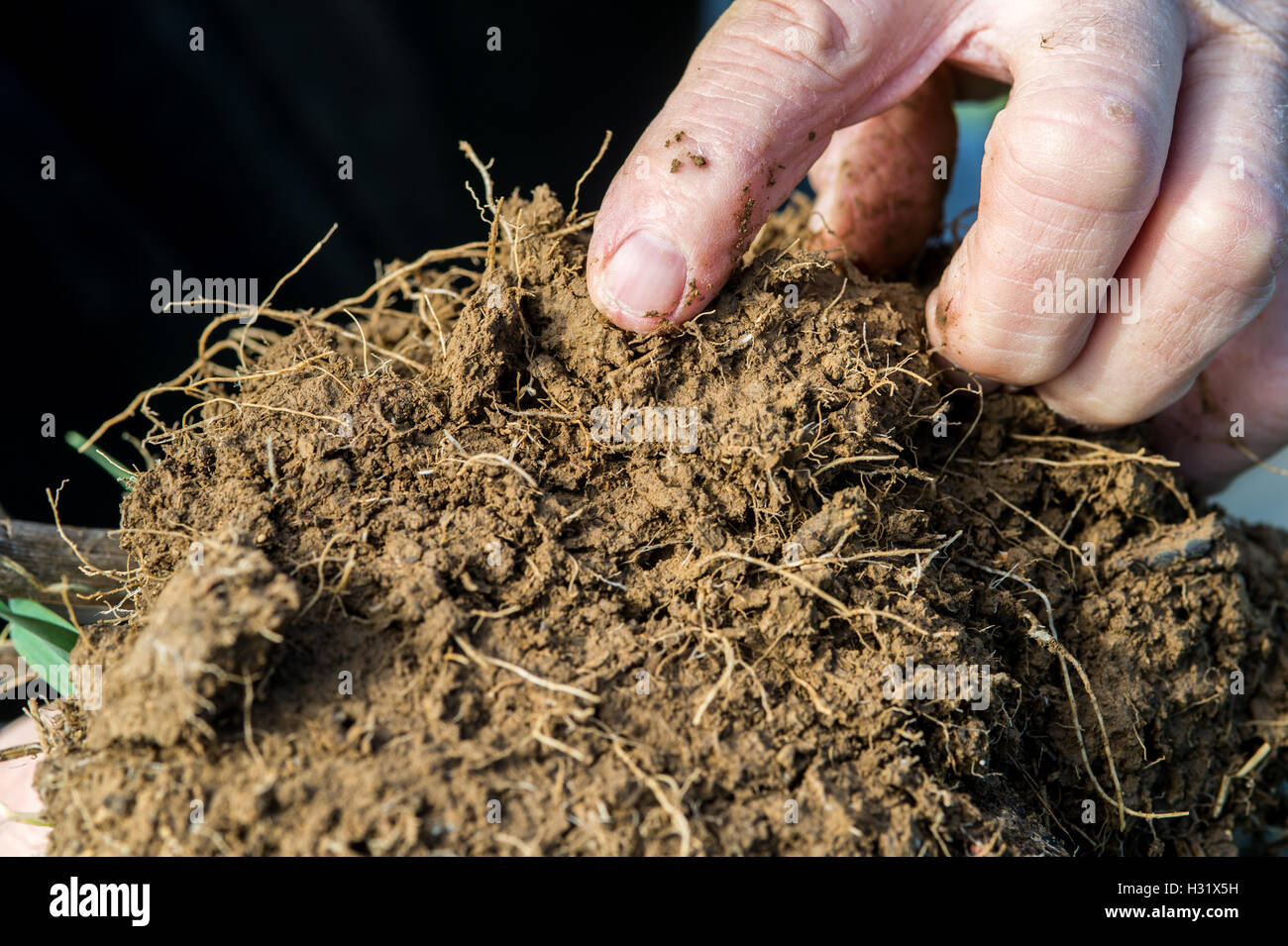 Pulling Up Rots Farmer pulling up a cover crop to show its roots Stock Photo - Alamy