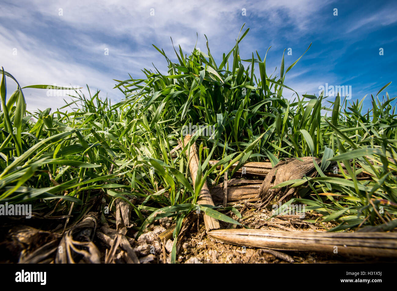 Cover crops growing over old corn stalks Stock Photo