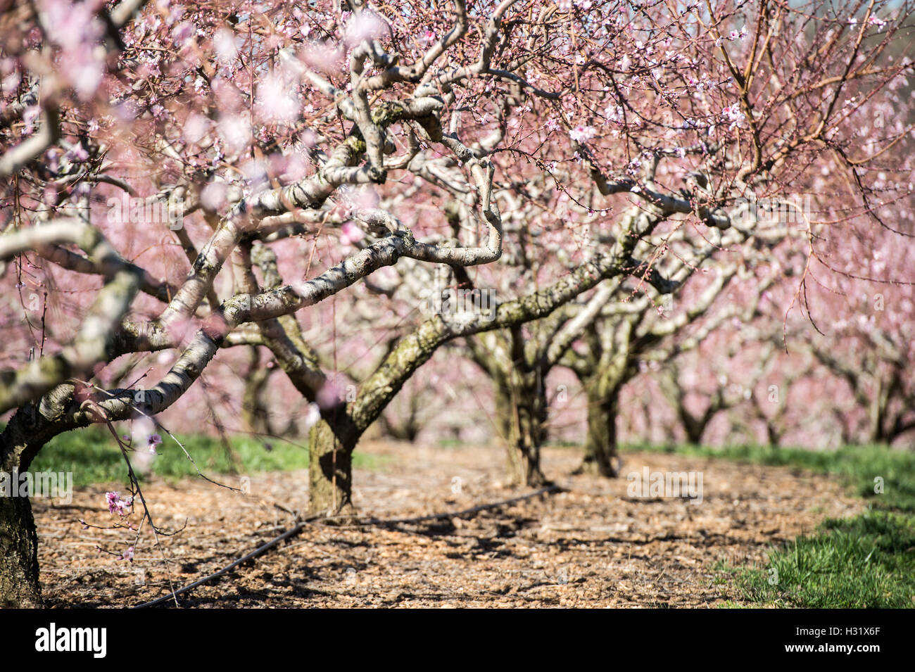 Peach blossom in orchard hi-res stock photography and images - Alamy